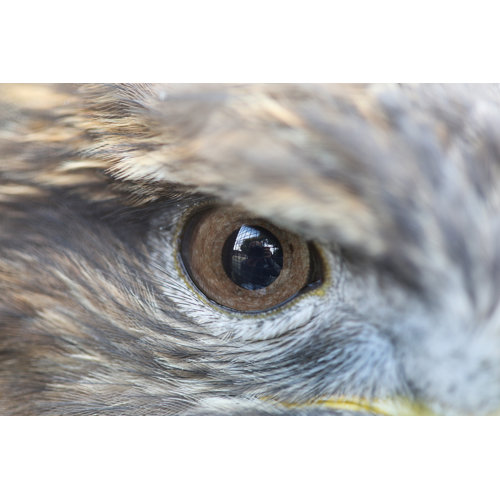 eagles eyes